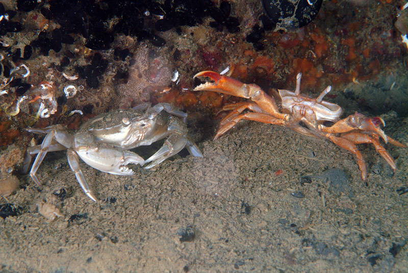 Liocarcinus depurator